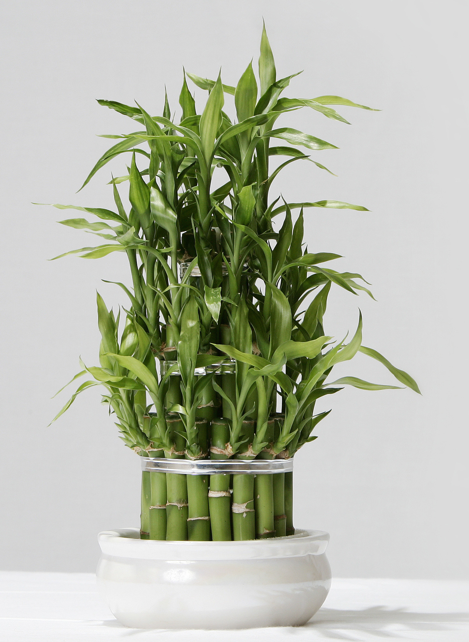 Picture of Lucky Bamboo Interior Landscape Plant | Interior Landscapes