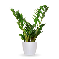 Picture of Aspidistra Elatior Interior Landscape Plant | Interior ...